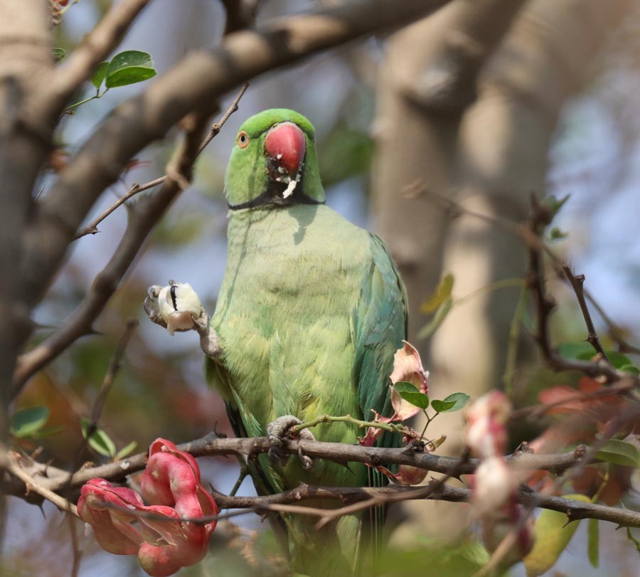 Rose-ringed Parakeet - ML557954101