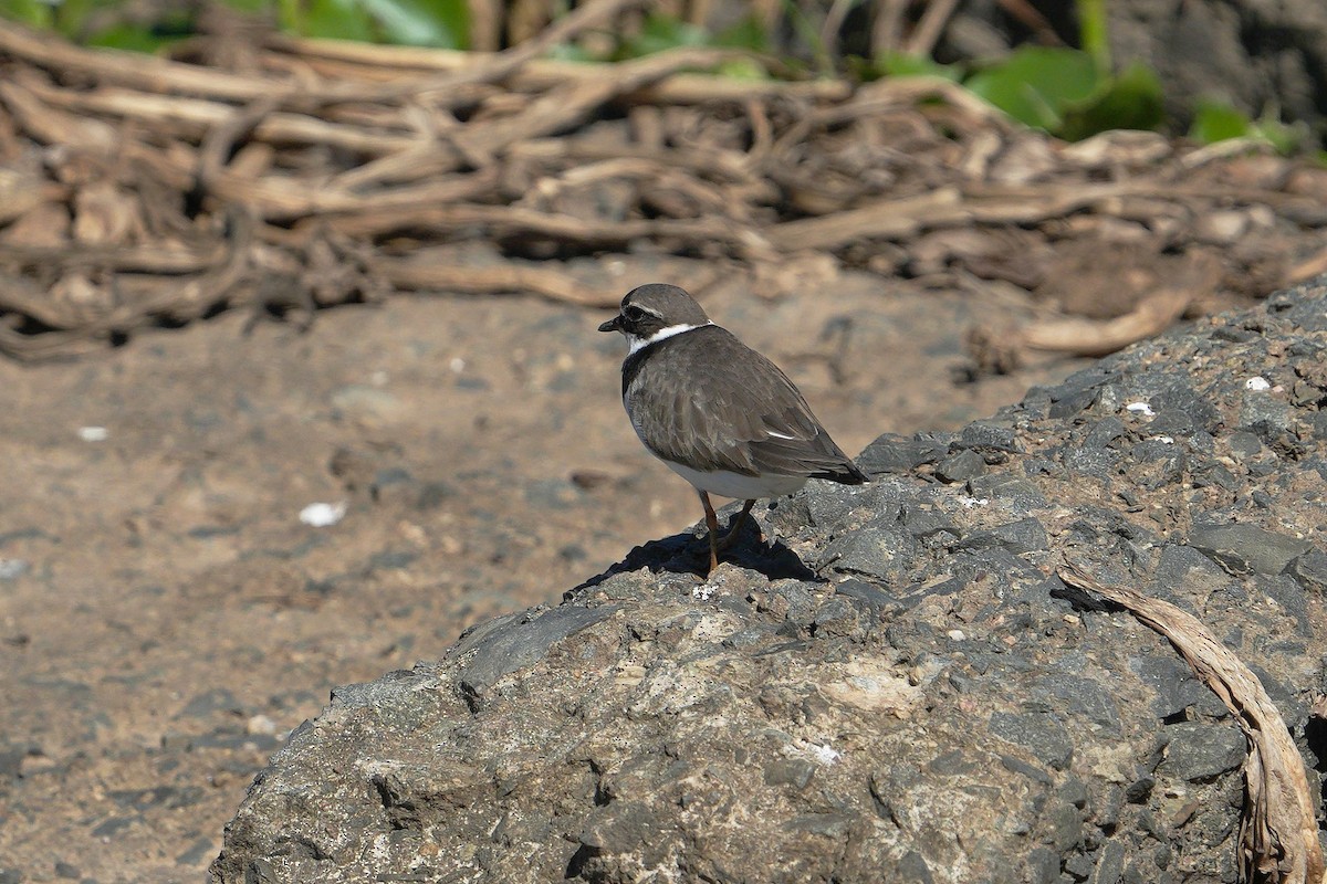 Common Ringed Plover - ML557954451