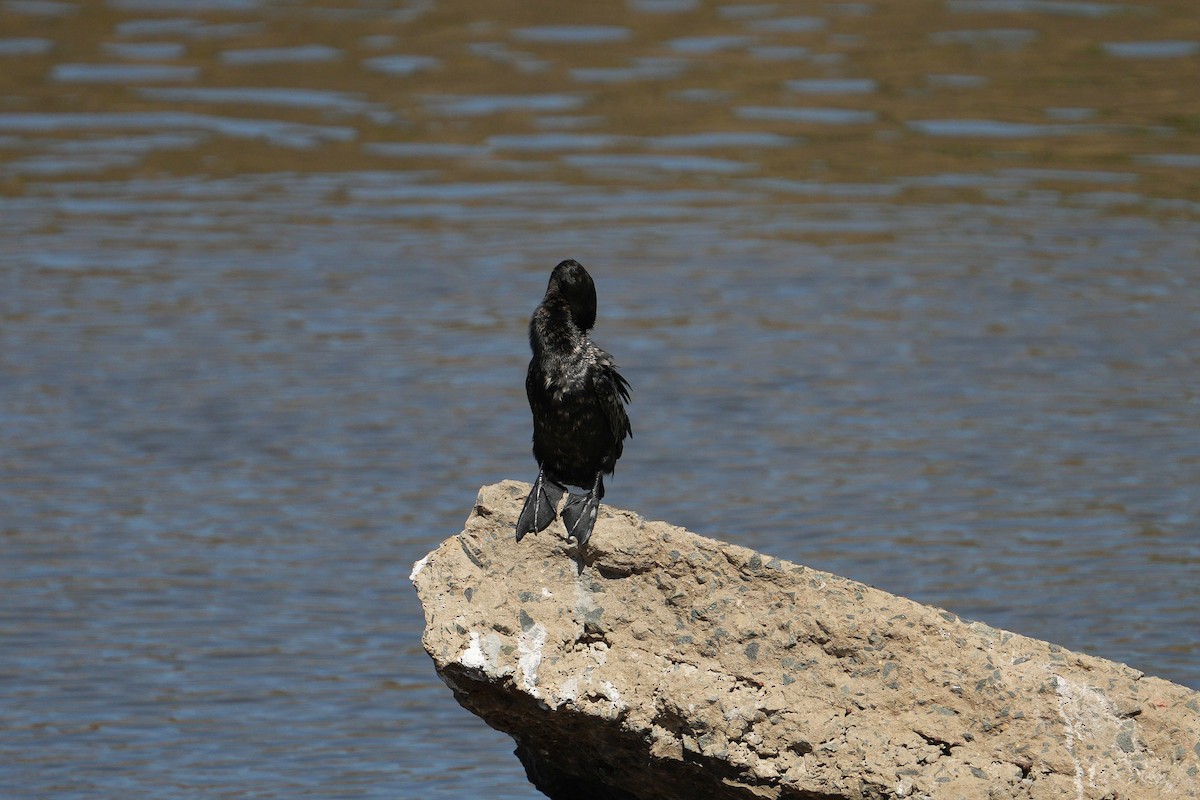 Long-tailed Cormorant - ML557954751