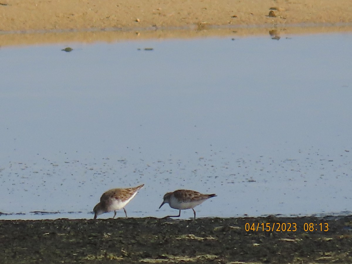 Little Stint - ML557954921