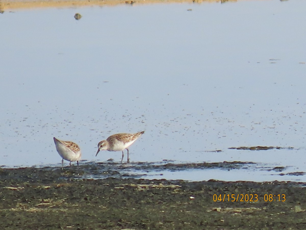 Little Stint - ML557954931