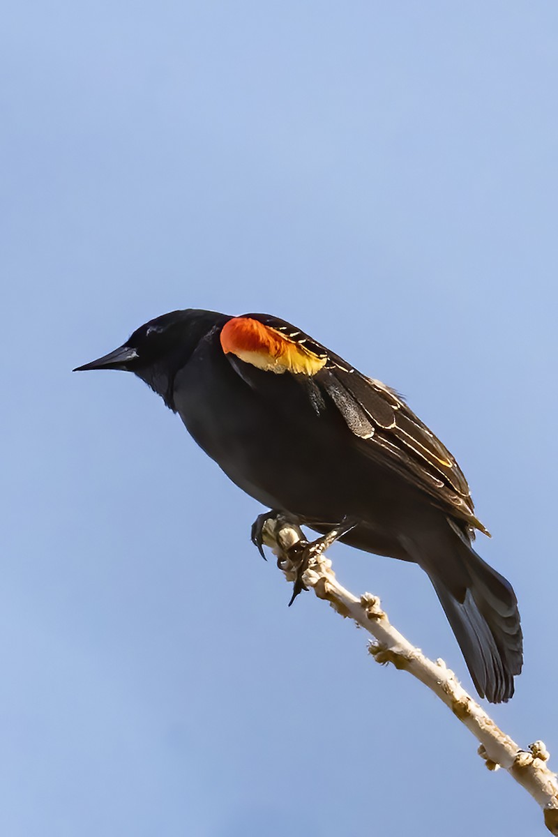 Red-winged Blackbird - Thomas Jaeger