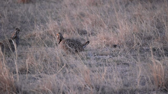 Greater Prairie-Chicken - ML557956861