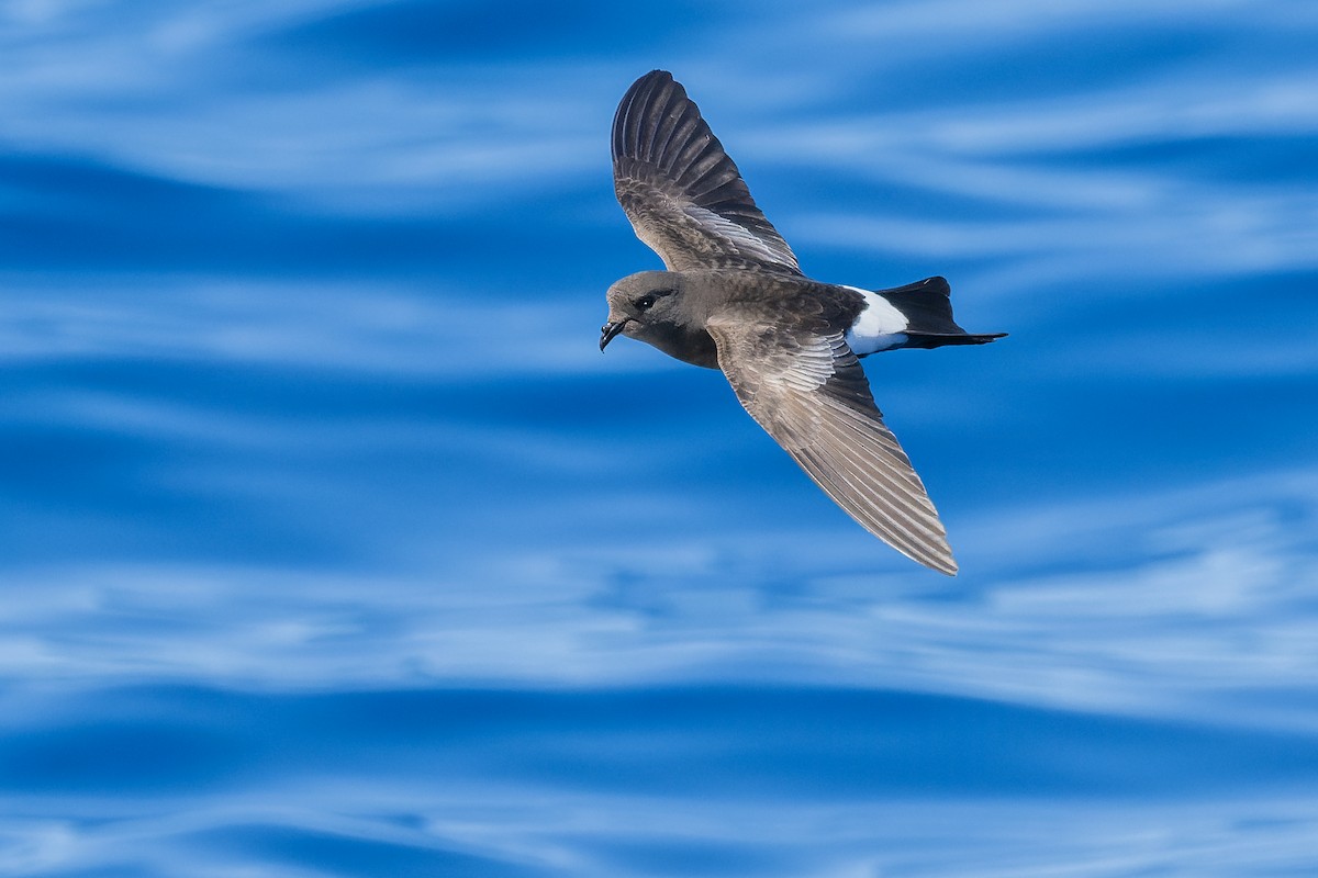 Wilson's Storm-Petrel - ML557957351