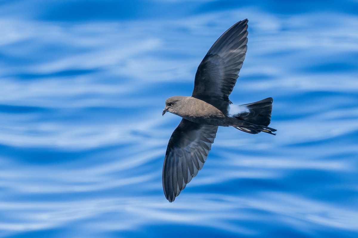 Wilson's Storm-Petrel - ML557957361