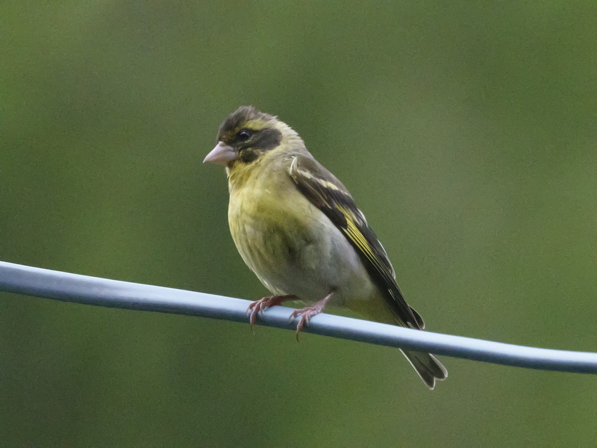 Yellow-breasted Greenfinch - ML557958211