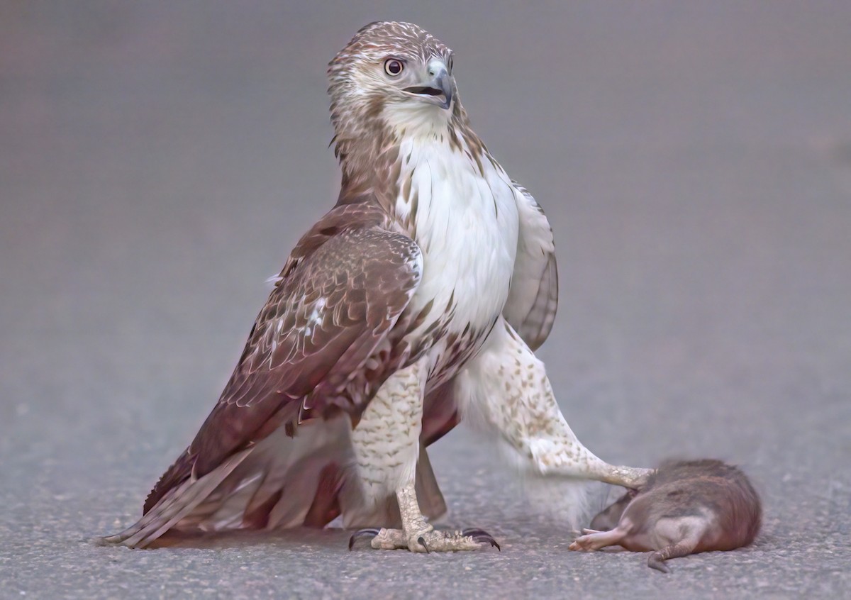 Red-tailed Hawk - ML557958371