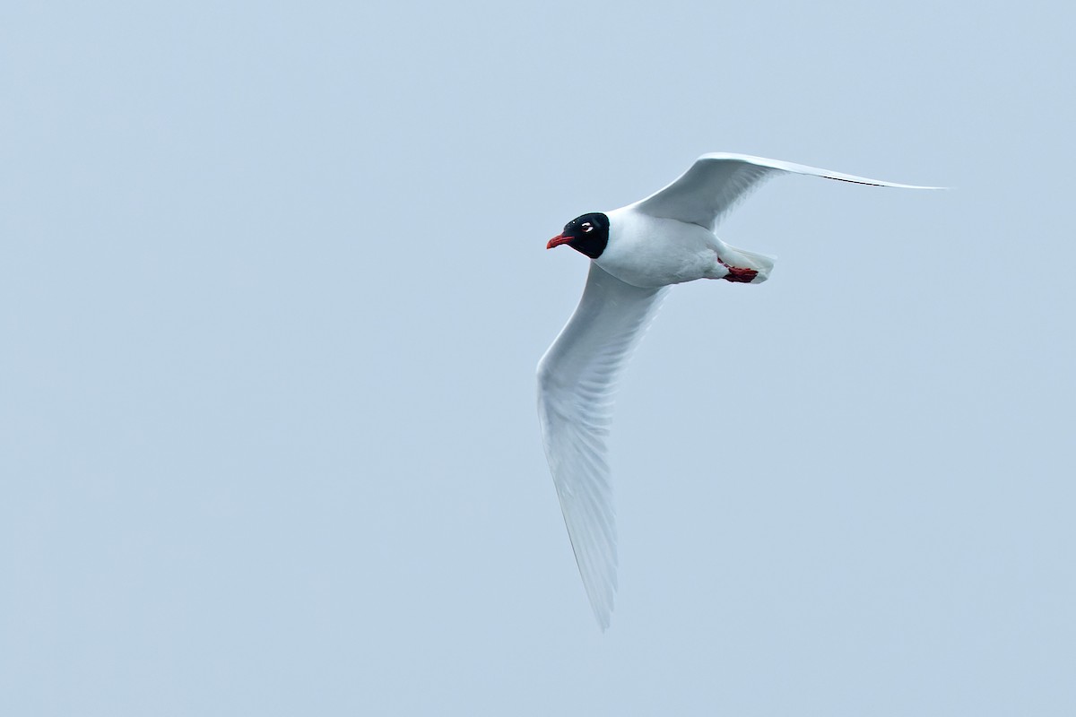 Gaviota Cabecinegra - ML557959041