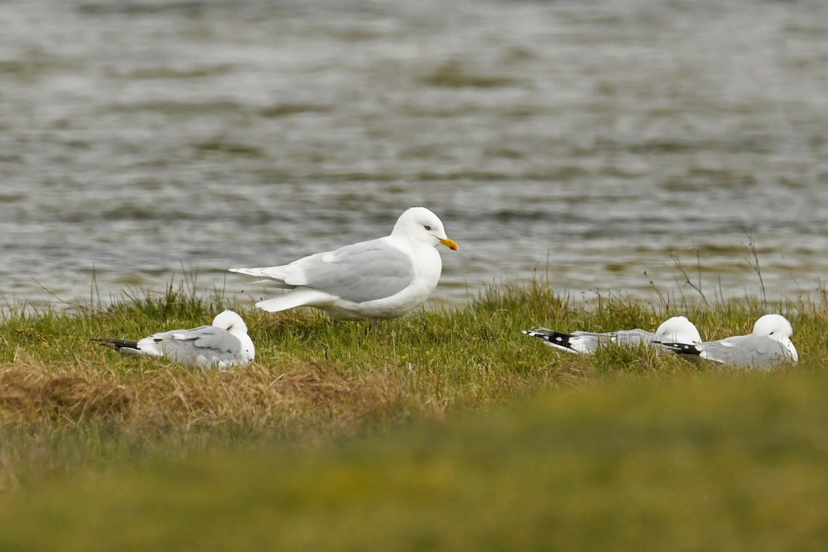 racek polární (ssp. kumlieni) - ML557959451