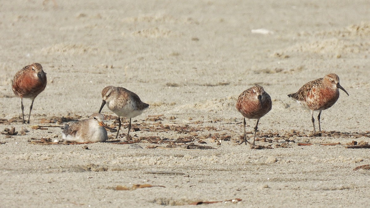 Curlew Sandpiper - ML557960521