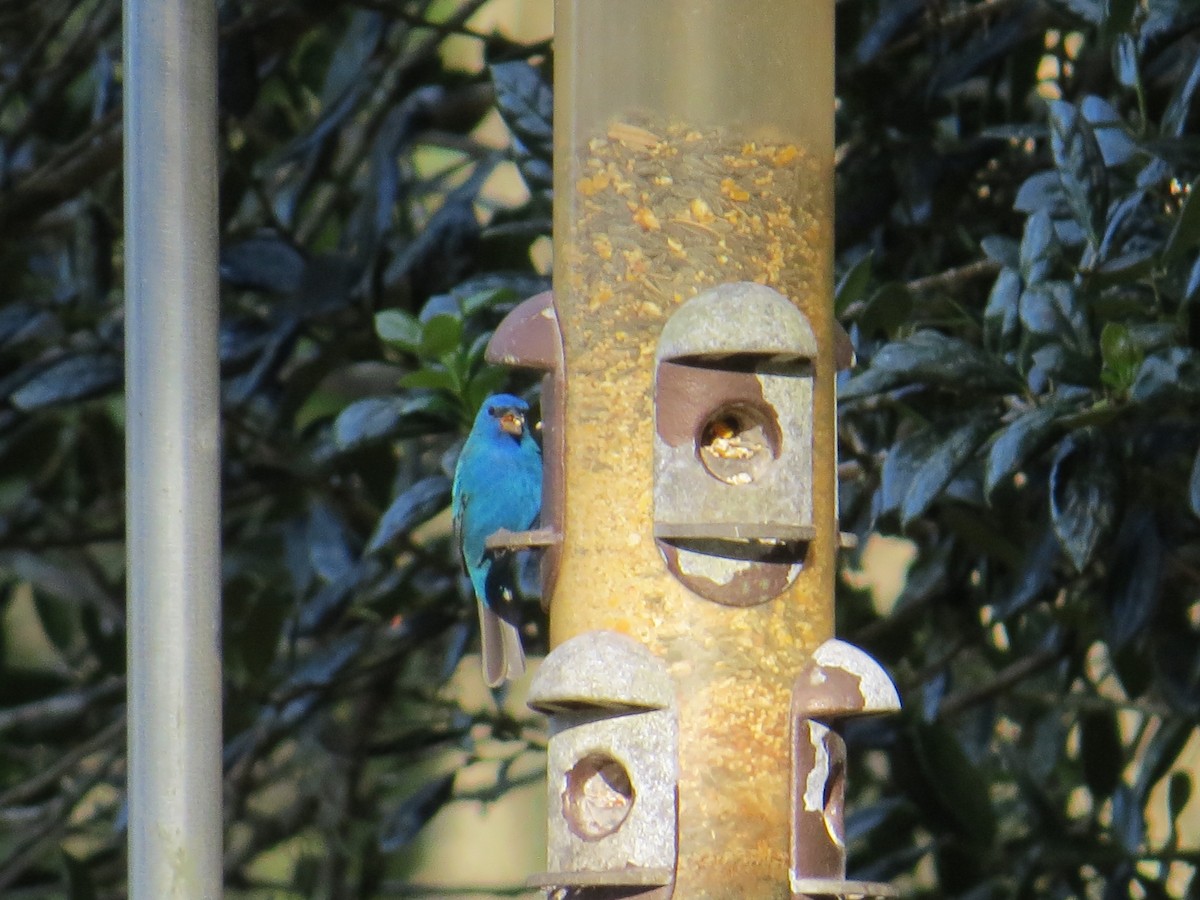 Indigo Bunting - David & Jill Kaminski