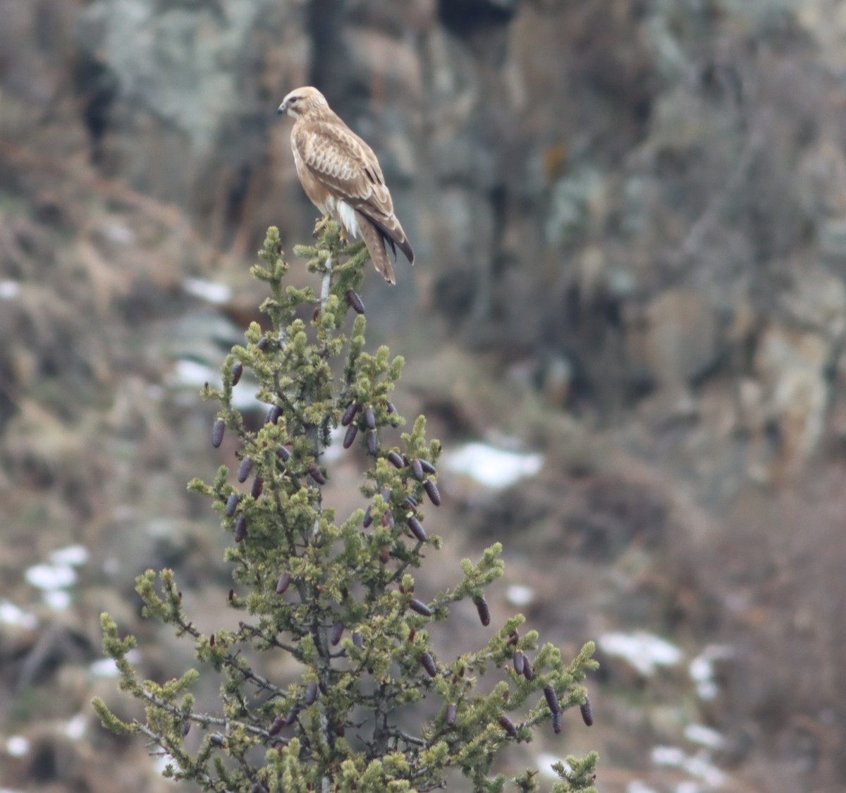 Common Buzzard - ML557961501