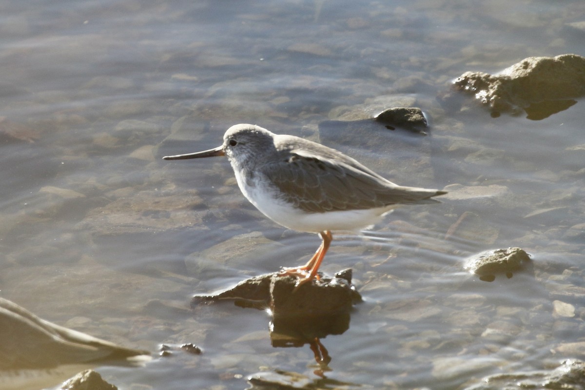 Terek Sandpiper - Aaron David