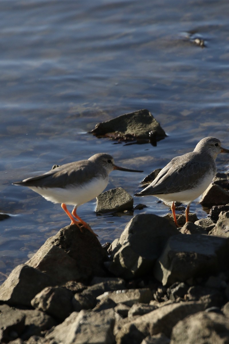 Terek Sandpiper - Aaron David