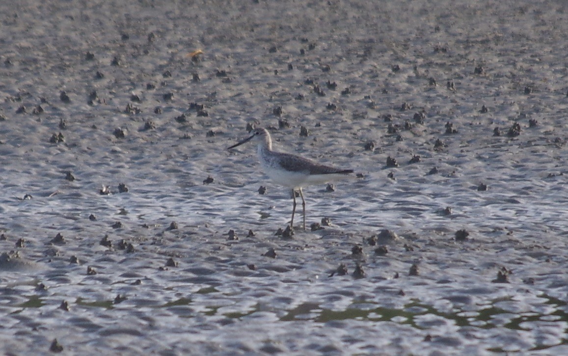 Common Greenshank - ML557965331