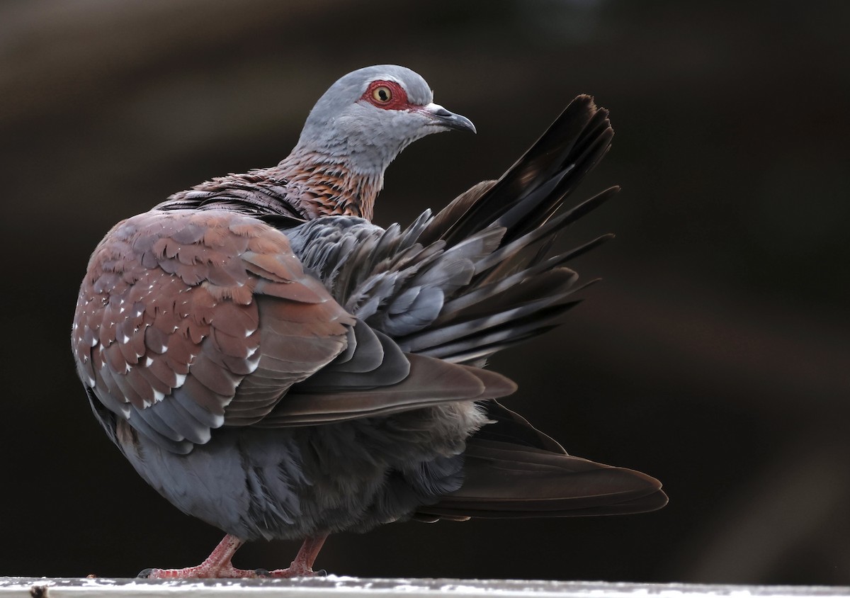 Speckled Pigeon - ML557965381