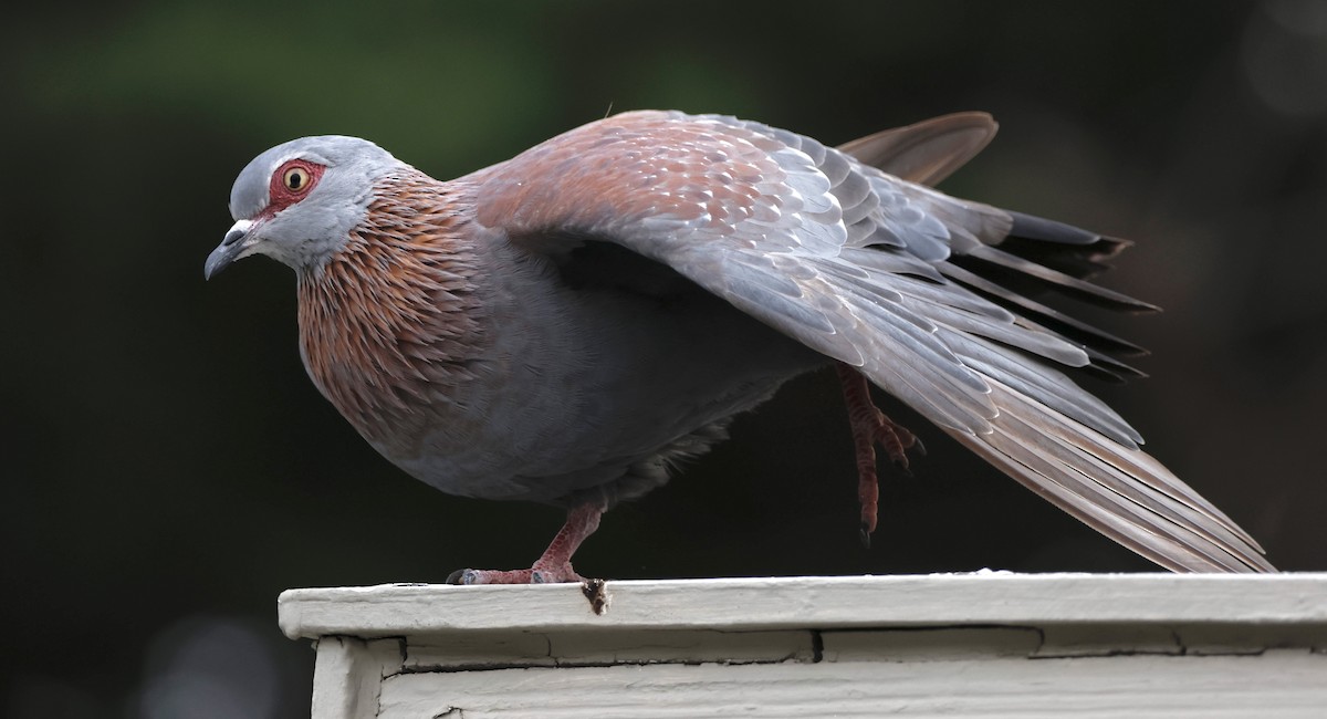 Speckled Pigeon - ML557965421