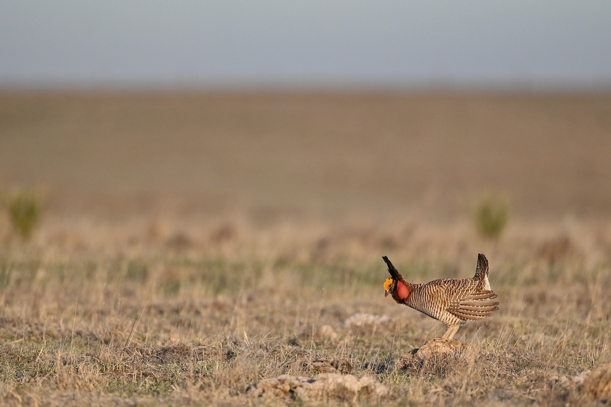 Lesser Prairie-Chicken - Dan O'Brien