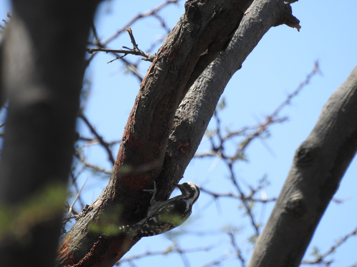 Brown-capped Pygmy Woodpecker - ML557965941