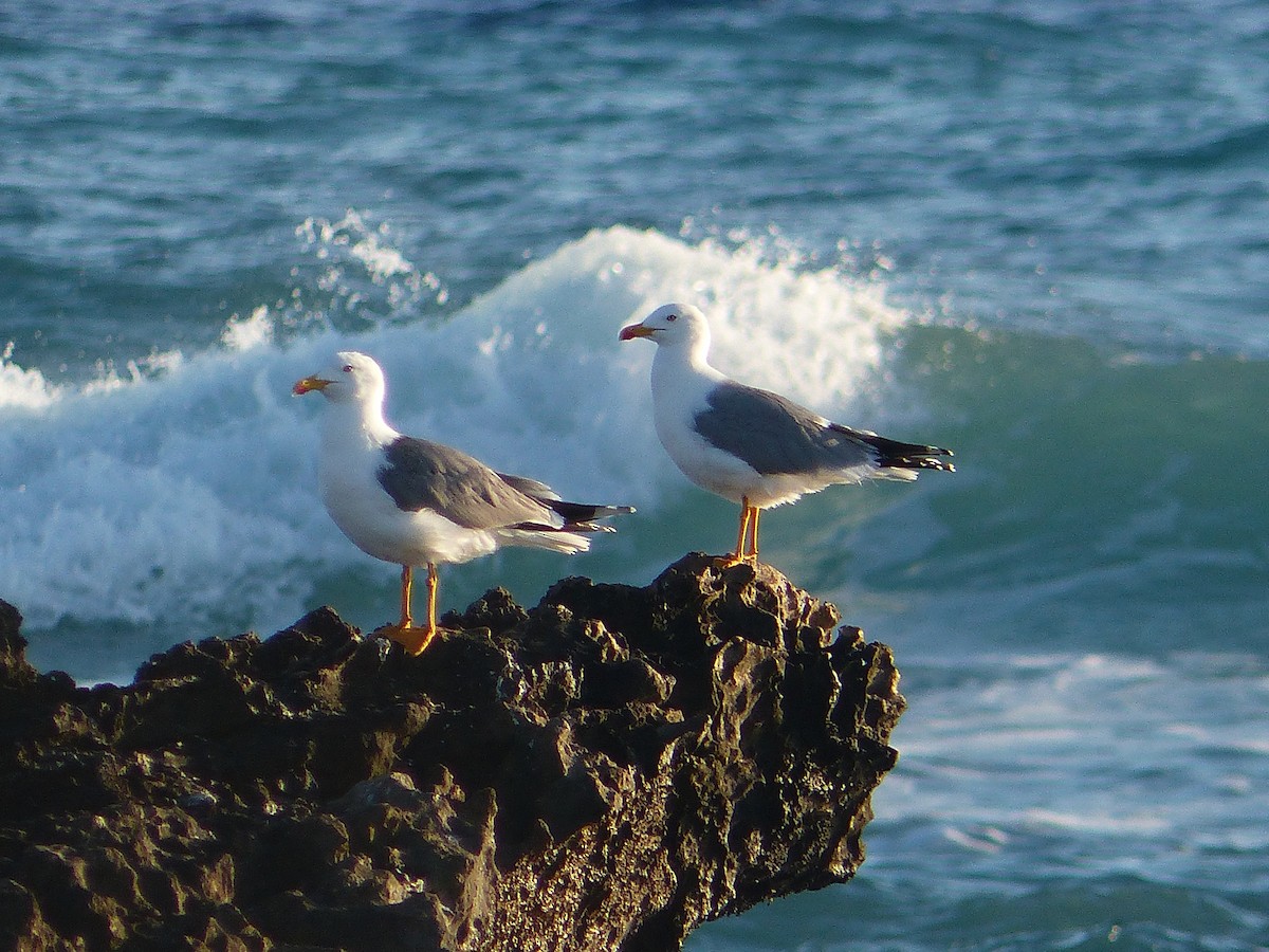 Yellow-legged Gull - Alan Whitehead