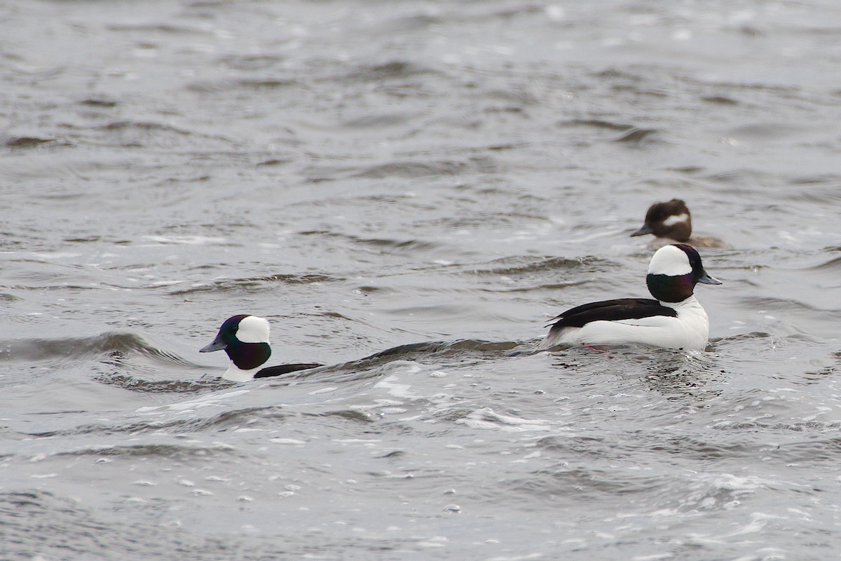 Bufflehead - ML557967271