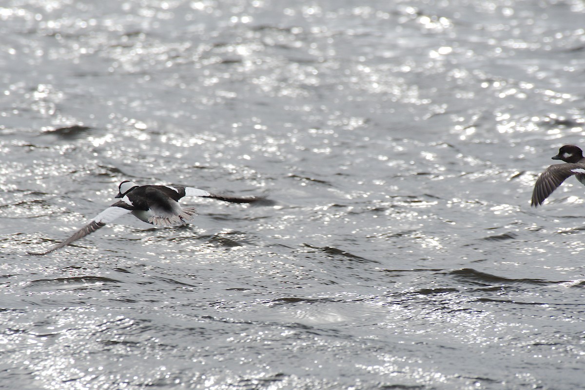 Bufflehead - Rick Beaudon