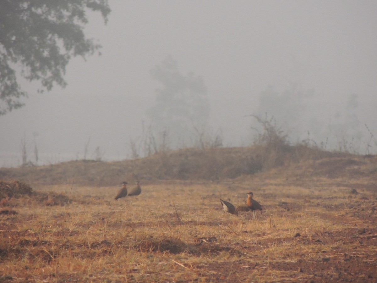 Indian Courser - Sindhu Pawar