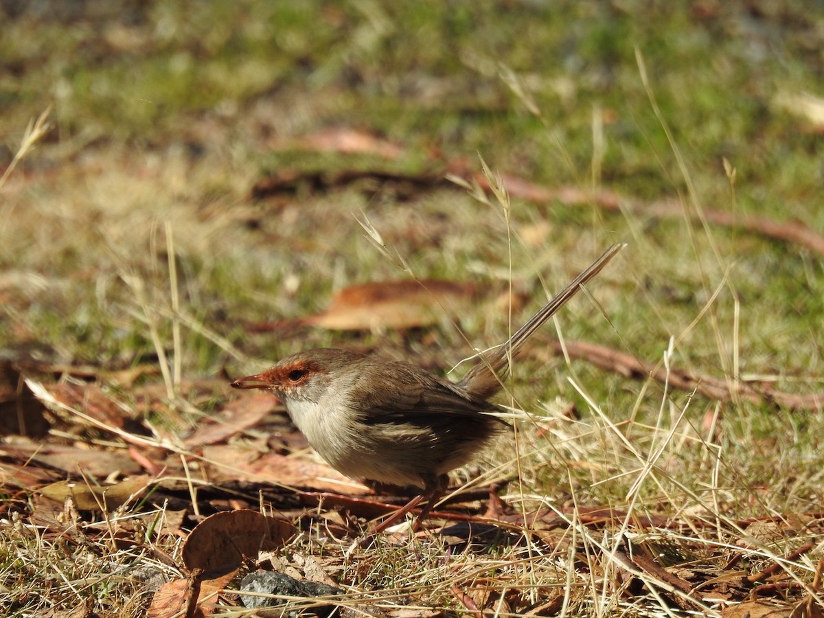 Superb Fairywren - ML557968651