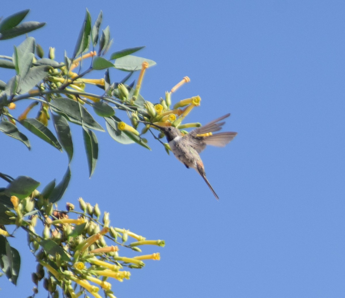 Oasis Hummingbird - Reynaldo Valdivia Reyes