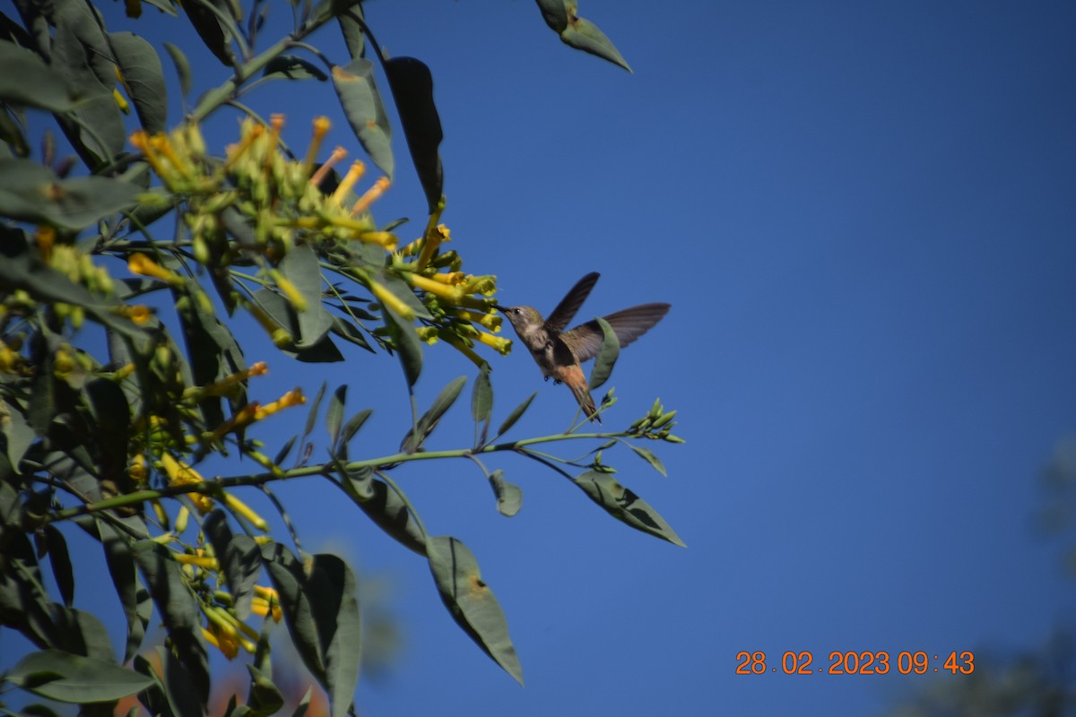 Oasis Hummingbird - Reynaldo Valdivia Reyes