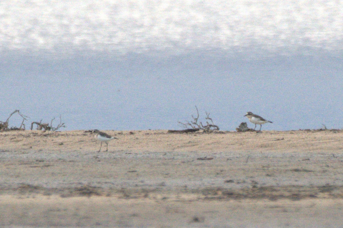 Double-banded Plover - ML557968891