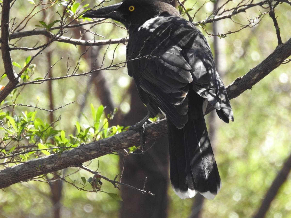 Gray Currawong - ML557968941