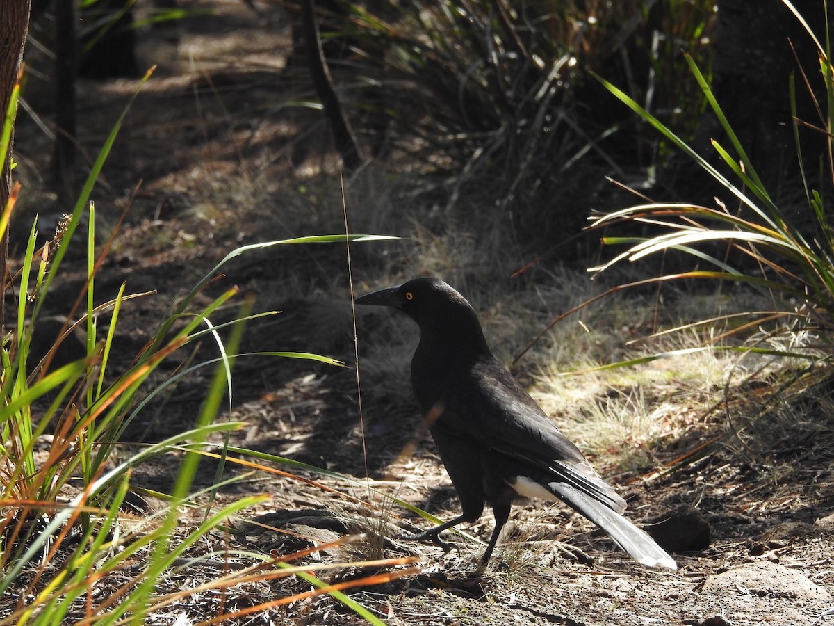 Gray Currawong - ML557968951