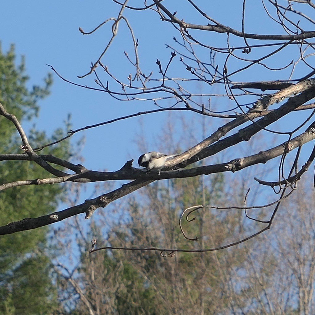 Black-capped Chickadee - ML557970631