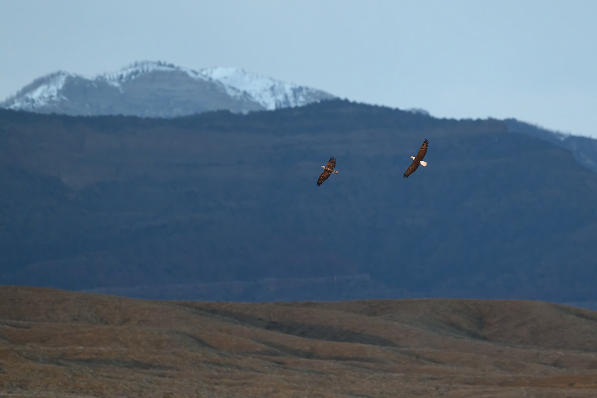 Bald Eagle - Amy Hudechek