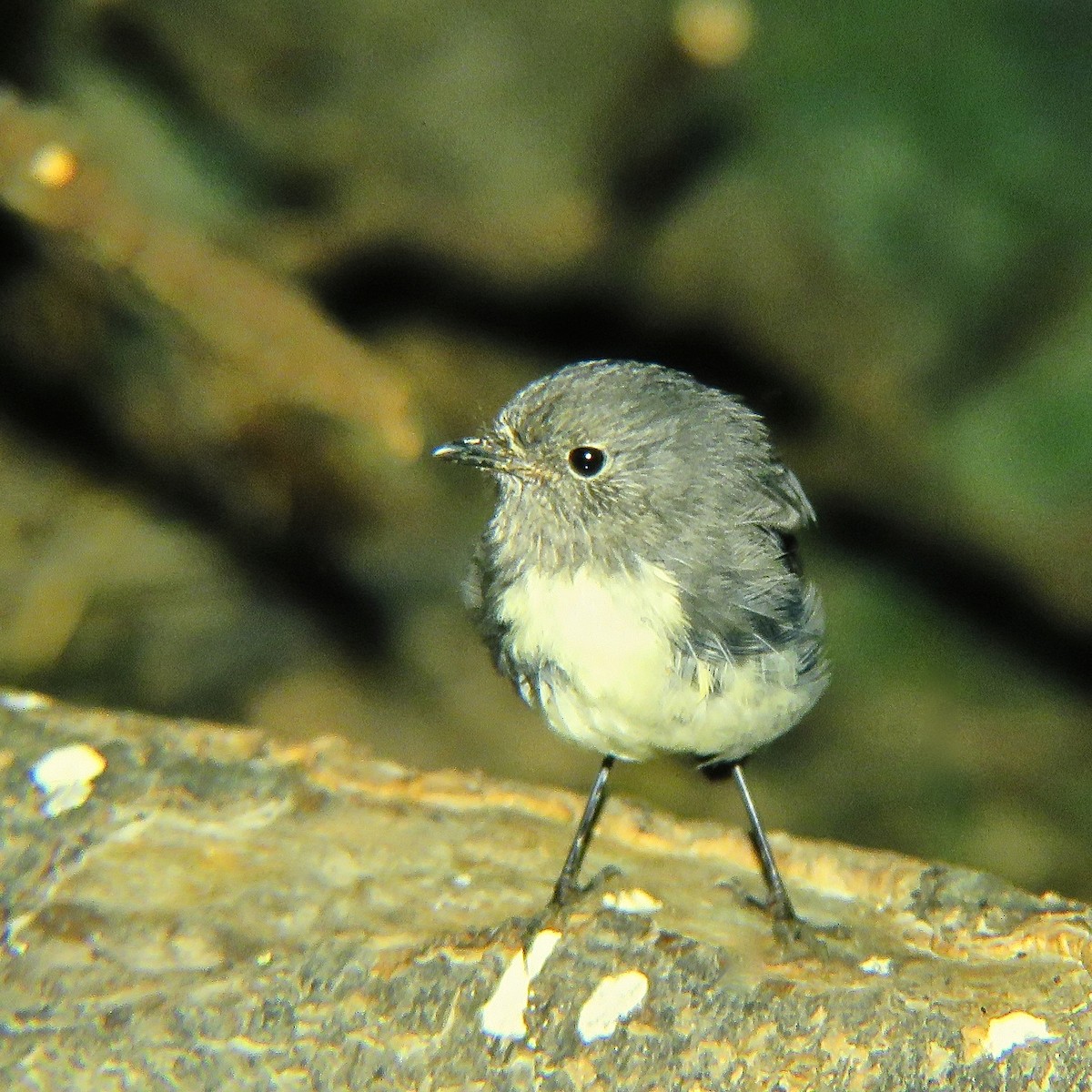 South Island Robin - ML557970831