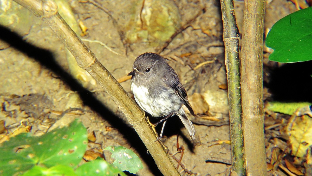 South Island Robin - ML557970851