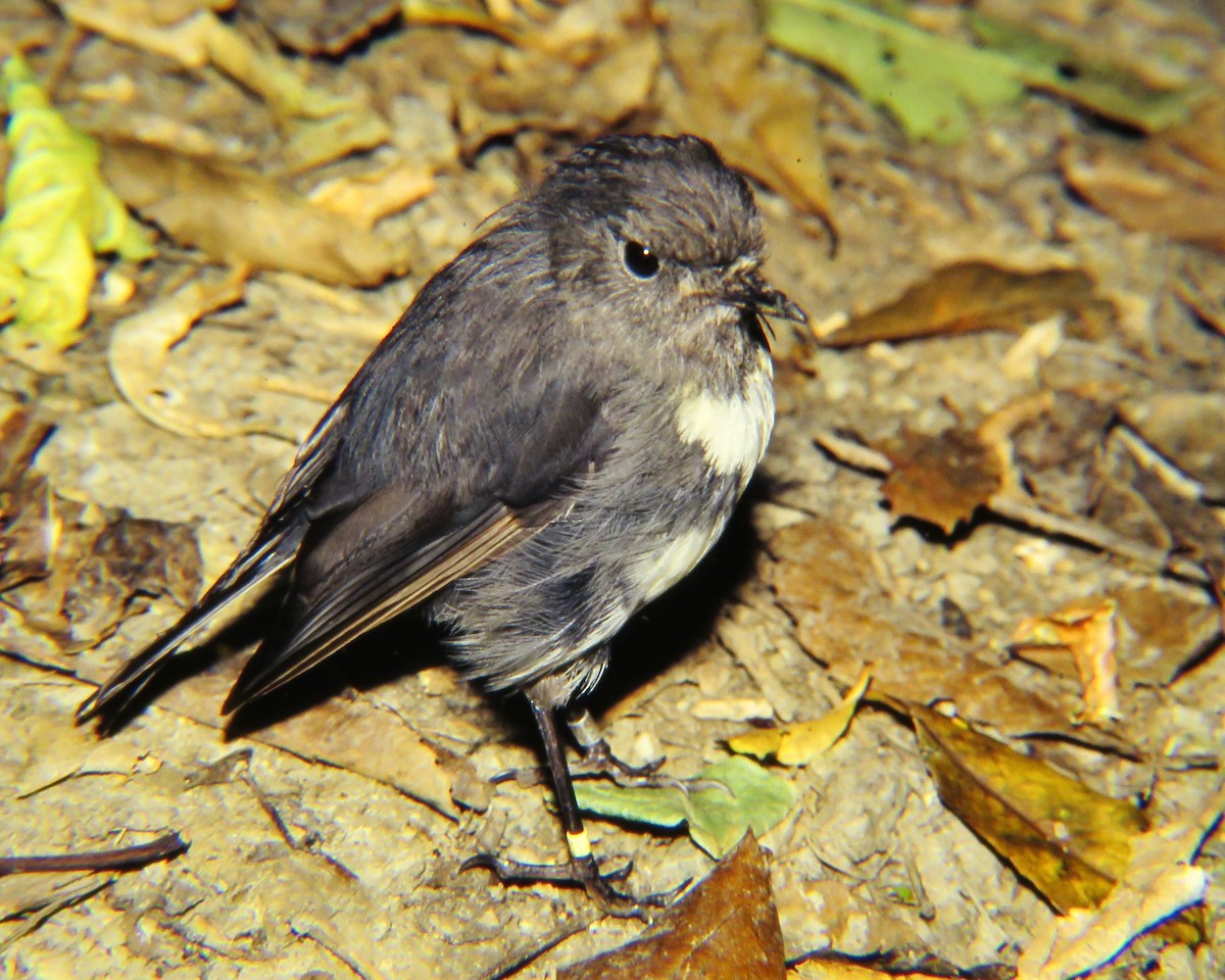 South Island Robin - ML557970861