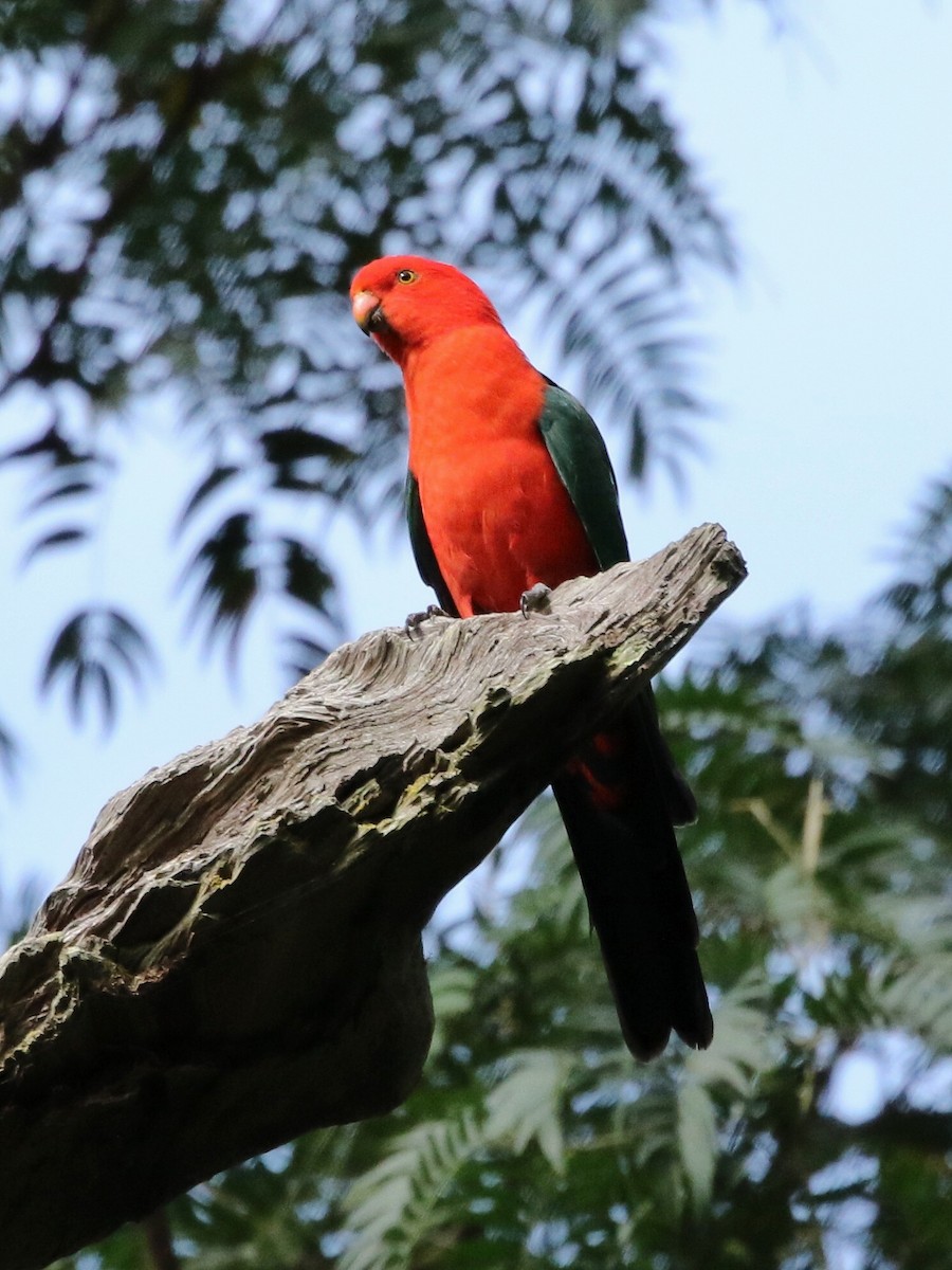 Australian King-Parrot - ML55797181