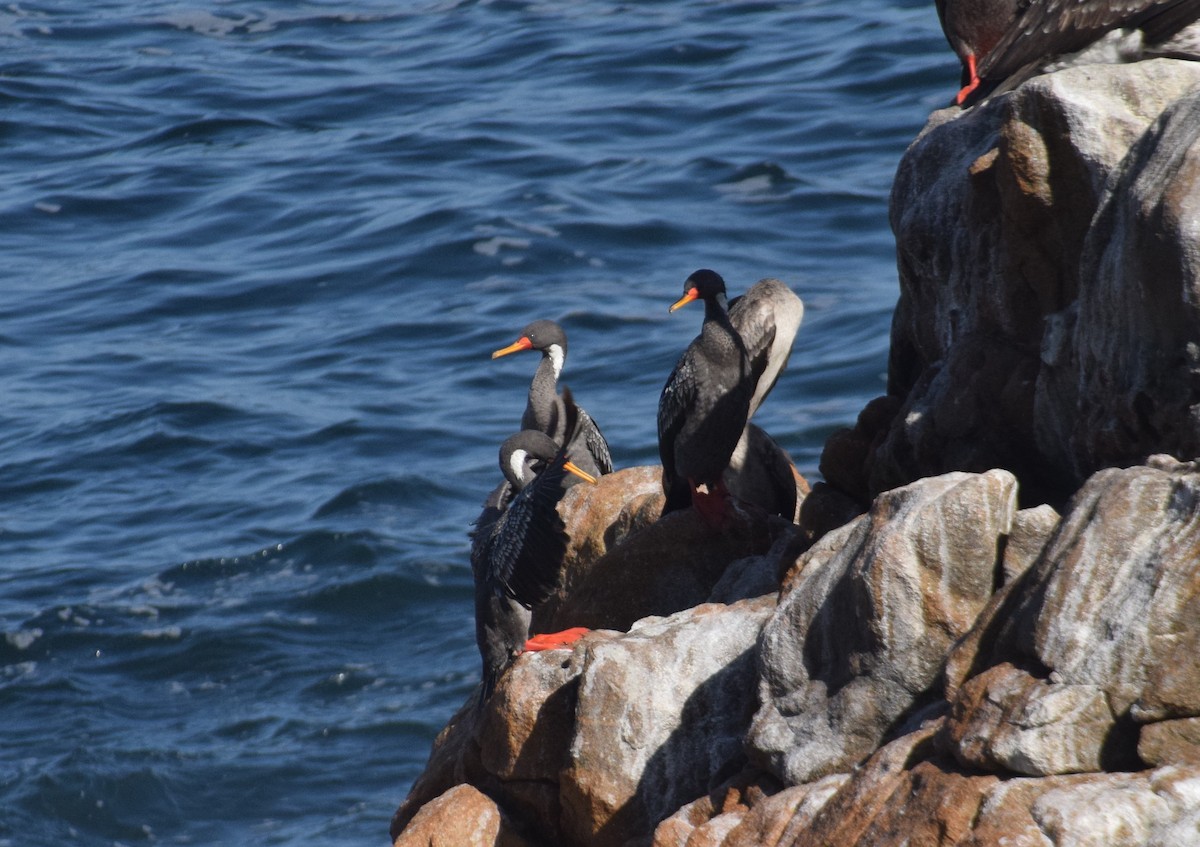 Red-legged Cormorant - Reynaldo Valdivia Reyes