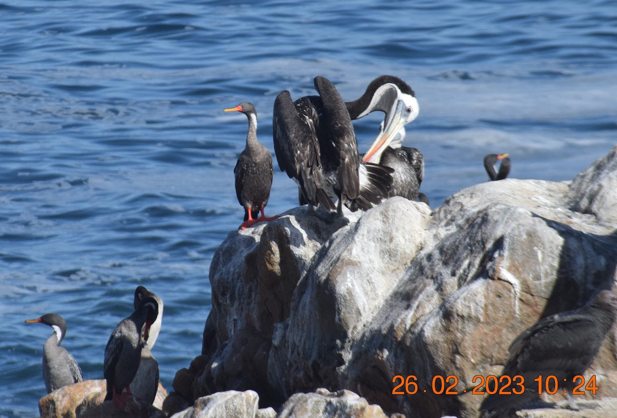 Red-legged Cormorant - Reynaldo Valdivia Reyes