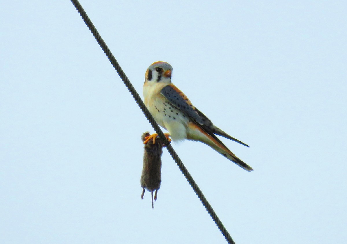 American Kestrel - Mark  Ludwick