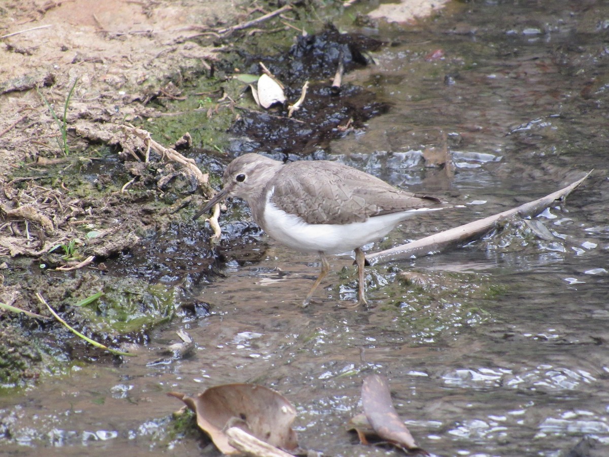 Common Sandpiper - ML557978281