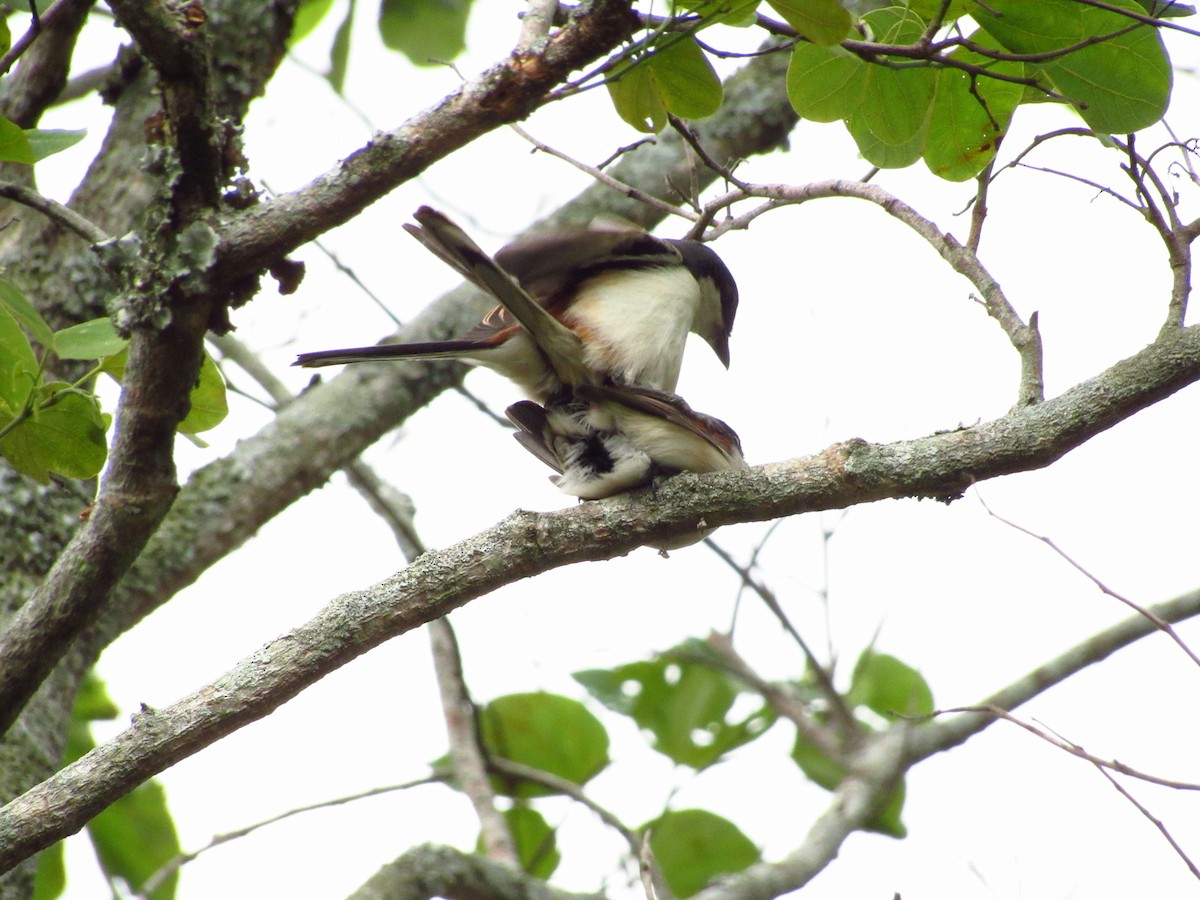 Burmese Shrike - ML557978331