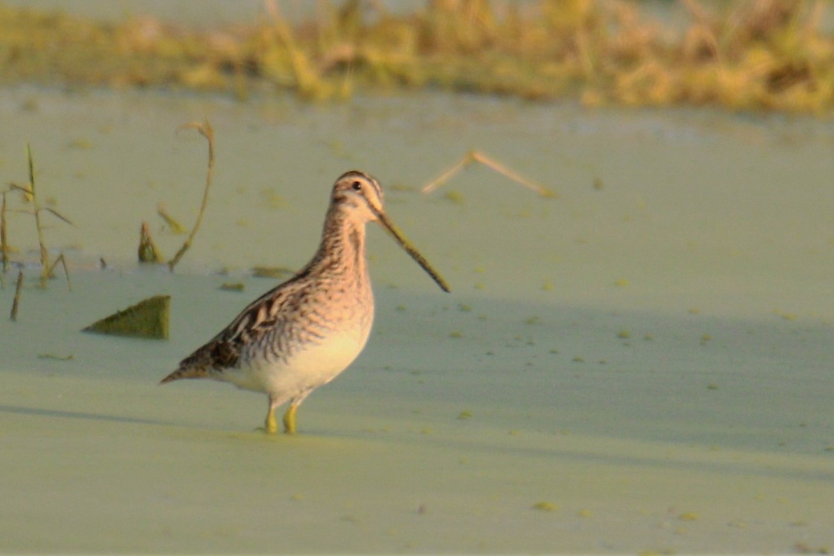 Common Snipe - ML557978701