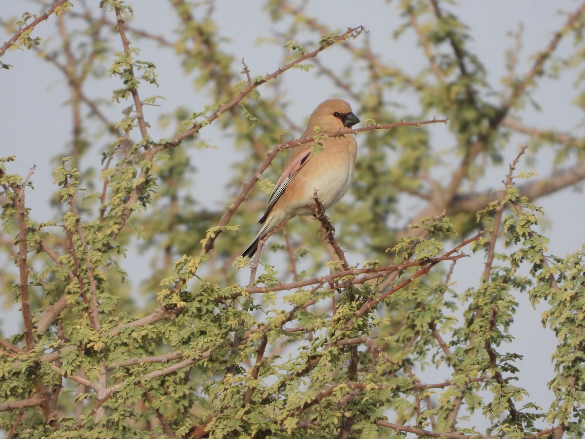 Desert Finch - ML557980281