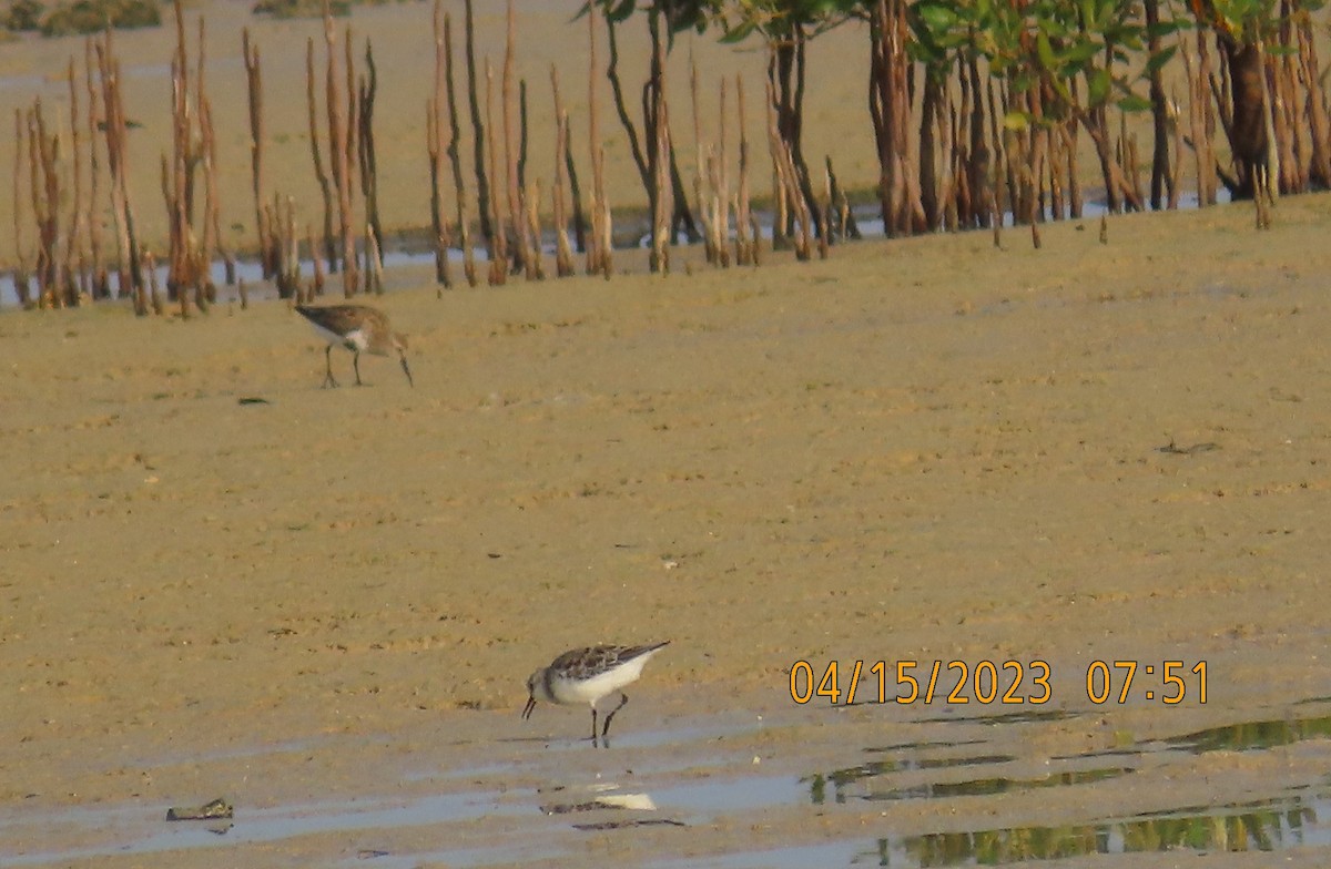 Bécasseau sanderling - ML557981281