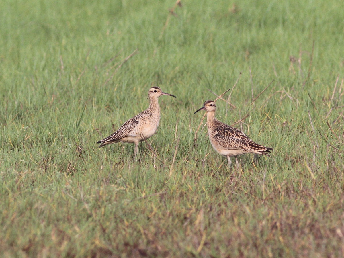 Little Curlew - Zhi-Yuan Cai