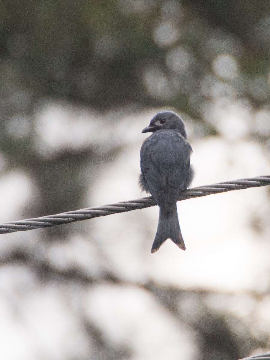 Ashy Drongo - ML557985351