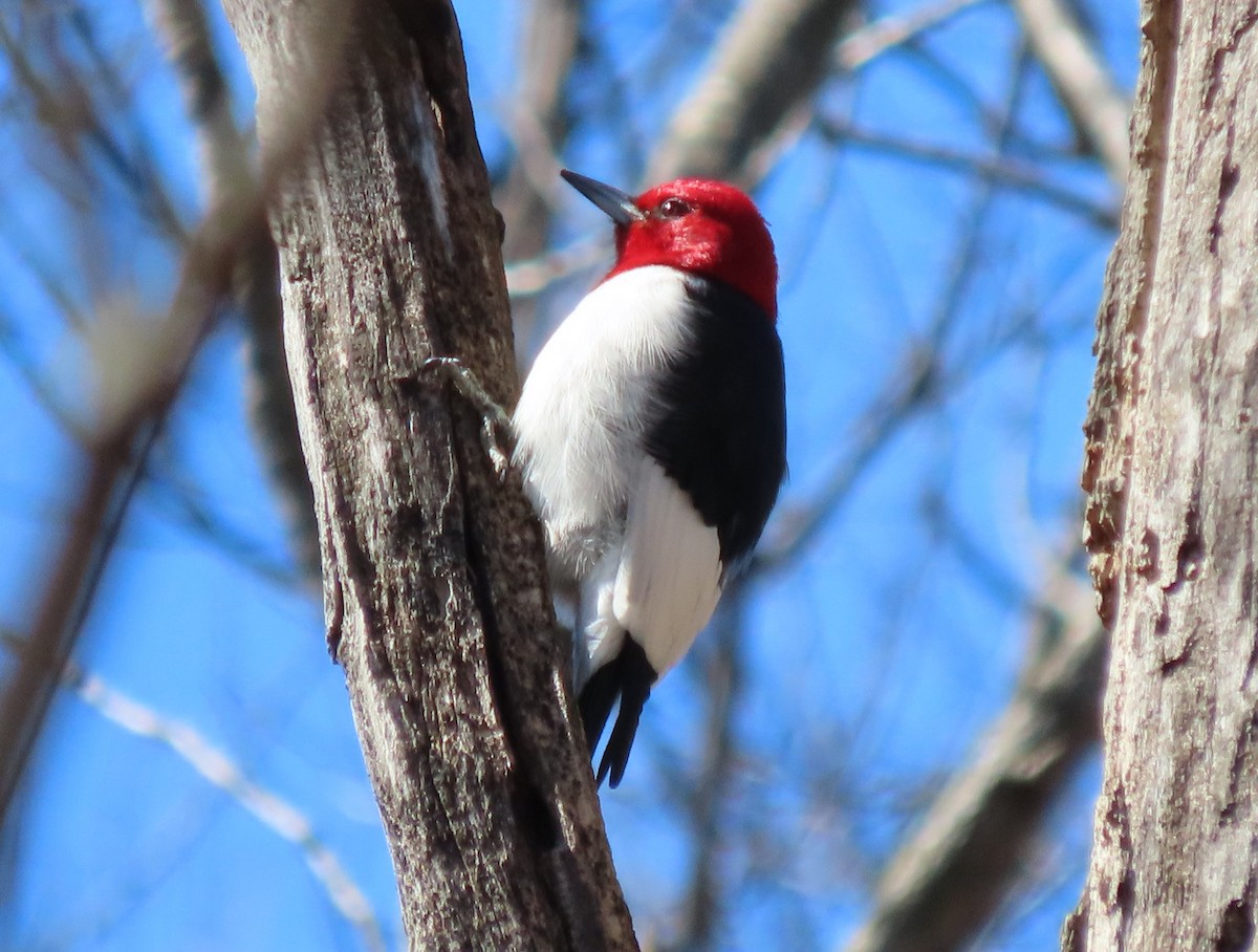 Red-headed Woodpecker - ML557986151